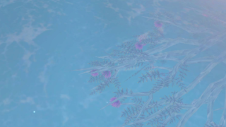 辿り路21　～氷の湖と逆さまの樹～